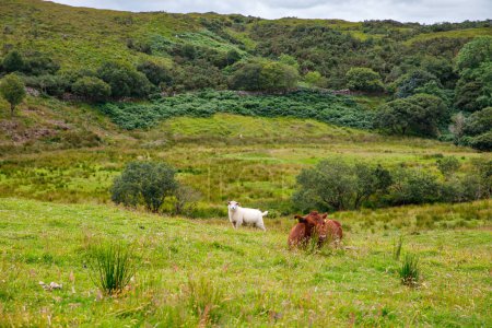 Photo for Ireland landscape. Magical Irish hills. Green island with sheep and cows on cloudy foggy day. Connemara national park in Ireland - Royalty Free Image