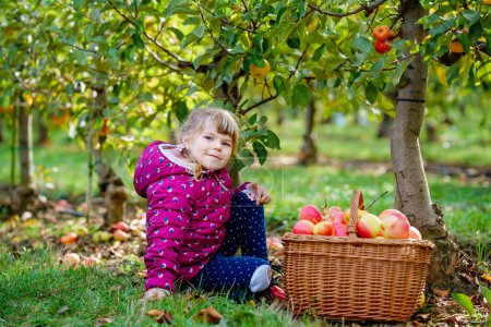 Photo for Little preschool girl in colorful clothes with basket of red apples in organic orchard. Happy toddler child picking healthy fruits from trees and having fun. Little helper and farmer. Harvest time - Royalty Free Image