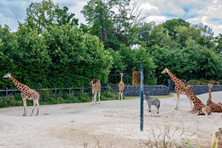 Téléchargez les photos : Girafes et zèbres dans un parc animalier, safari zoologique le jour ensoleillé de l'été. Activité pour les familles avec enfants - en image libre de droit