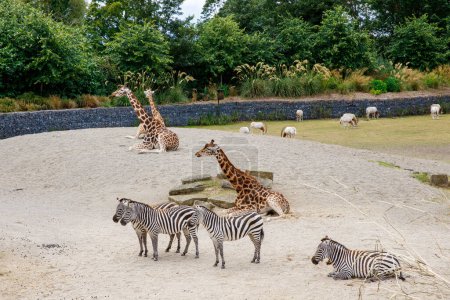 Téléchargez les photos : Girafes et zèbres dans un parc animalier, safari zoologique le jour ensoleillé de l'été. Activité pour les familles avec enfants - en image libre de droit