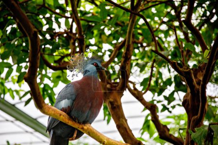 Photo for Western Crowned-Pigeon, named for the lacy feathers on its head. Among the world largest pigeons. Threatened by deforestation and hunting for its feather - Royalty Free Image