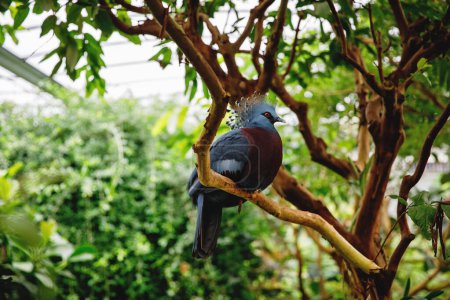 Photo for Western Crowned-Pigeon, named for the lacy feathers on its head. Among the world largest pigeons. Threatened by deforestation and hunting for its feather - Royalty Free Image