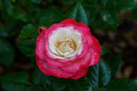 Foto de Un hermoso jardín lleno de rosas rosadas exuda encanto y serenidad. Las floraciones vibrantes cautivan con su fragancia delicada y pétalos agraciados. - Imagen libre de derechos