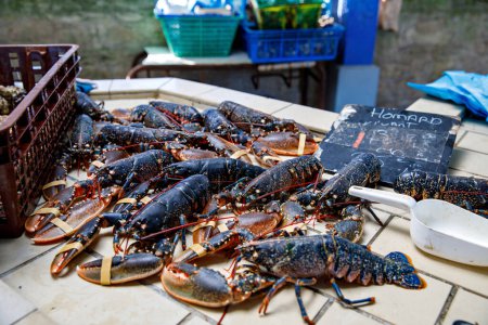 Téléchargez les photos : Homards et fruits de mer frais sur le marché français en Normandie, France - en image libre de droit