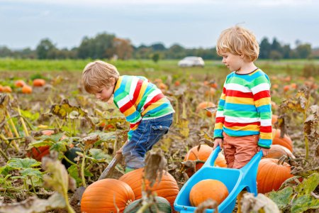 Photo for Two Little Children Enjoying Harvest Festival Celebration at Pumpkin Patch. Kids Preschool Boys Picking and Carving Pumpkins at Country Farm on Autumn Day. Halloween, Thanksgiving Time Fun for Family. - Royalty Free Image