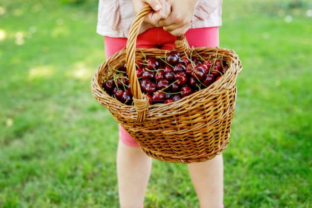 Photo for Close-up of preschol child with basket full of ripe cherries berries. Ripe fresh organic cherry fruits - Royalty Free Image