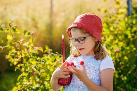 Photo for Adorable Little Girl Eating Raspberries on Organic Pick a Berry Farm. Cute Preschool Child Enjoying Her Healthy Fresh Organic Fruits and Berries. Raspberry on Each Finger - Royalty Free Image