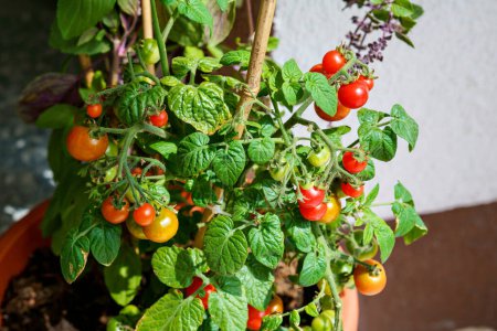 Téléchargez les photos : Belle petite plante de tomate cerise avec des herbes de basilic avec des tomates mûres et savoureuses sur elle - en image libre de droit