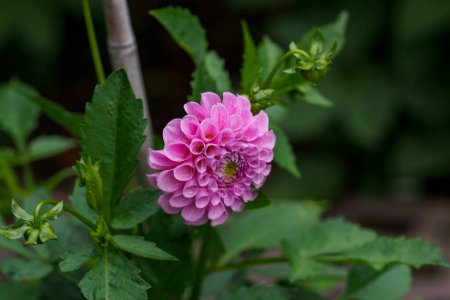 Foto de Hermosas dalias rosadas. Flores perennes de dalia, hobby, jardinería - Imagen libre de derechos