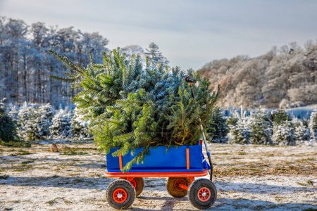 Blue car carriage pushcart or wheelbarrow with a christmas tree on fir tree cutting plantation. Families choosing, cut and felling own xmas tree in forest, family tradition in Germany.