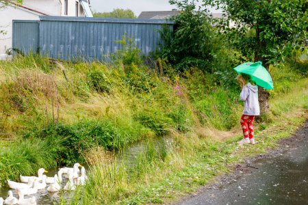 Téléchargez les photos : Petite fille d'âge préscolaire avec parapluie observant groupe de canards. Bonne famille d'enfants et de canards. - en image libre de droit