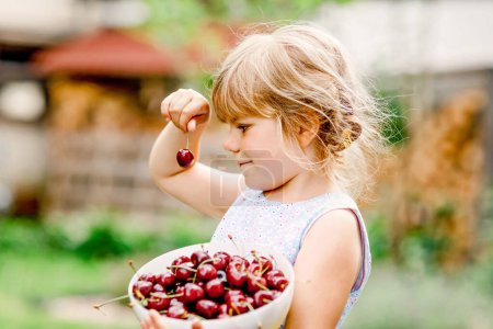Photo for Little preschool girl picking and eating ripe cherries from tree in garden. Happy toddler child holding fresh fruits. Healthy organic berry cherry fruit, summer harvest season - Royalty Free Image