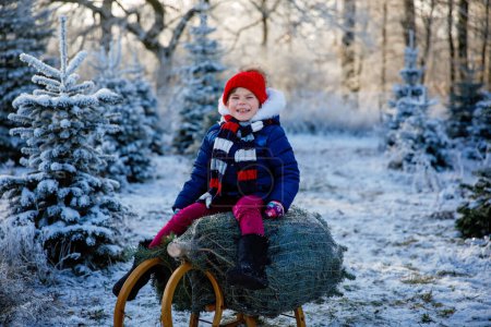 Photo for Happy little girl sitting on Christmas tree on sleigh. Cute preschool child on fir tree cutting plantation. Family choosing, cut and felling own xmas tree in forest, family tradition in Germany. - Royalty Free Image