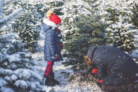 Photo for Happy little girl and dad felling Christmas tree. Preschool child with father, young man on fir cutting plantation. Family choose, cut and fell own xmas tree in forest. Germany tradition. - Royalty Free Image