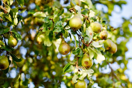 Foto de Rama de cultivar orgánico maduro de peras primer plano en el jardín de verano. - Imagen libre de derechos