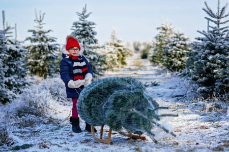 Photo for Happy little girl pushing Christmas tree on sleigh. Cute preschool child on fir tree cutting plantation. Family choosing, cut and felling own xmas tree in forest, family tradition in Germany. - Royalty Free Image