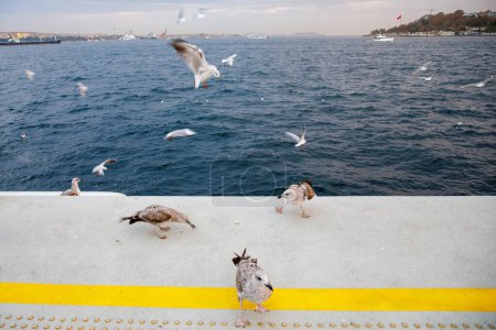 Téléchargez les photos : Nombreux mouettes dans le détroit du Bosphore, Istanbul, Turquie - en image libre de droit