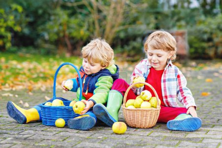 Téléchargez les photos : Deux adorables petits garçons mangeant des pommes dans le jardin des maisons, à l'extérieur. Propre récolte. Enfants d'âge préscolaire, frères et sœurs mignons et jumeaux récoltant des fruits le jour de l'automne. - en image libre de droit