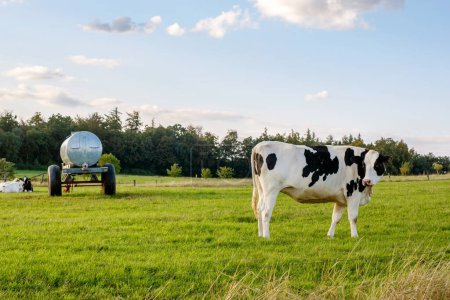 Foto de Vacas de ganado frisón Holstein blancas y negras pastando en tierras de cultivo - Imagen libre de derechos