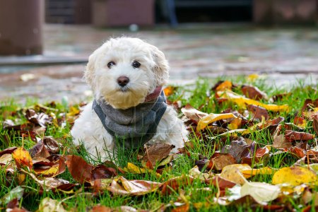 Téléchargez les photos : Portrait de chiot blanc de chien maltais sur herbe jaune dans un parc ou un jardin d'automne - en image libre de droit