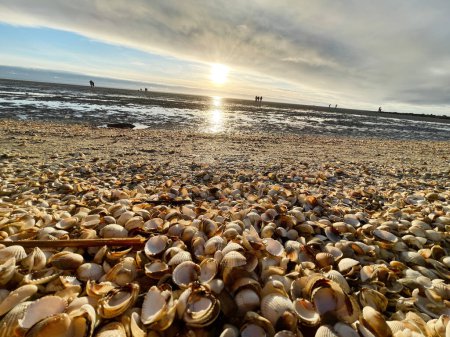 Foto de Sea shells on sand. sea waves on the golden sand at beach. Sunset on tropical island, ocean beach - Imagen libre de derechos