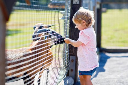 Photo for Adorable cute toddler girl feeding little goats and sheeps on a kids farm. Beautiful baby child petting animals in petting zoo. Excited and happy girl on family weekend - Royalty Free Image