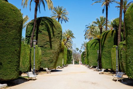 Téléchargez les photos : Parc Genoves, Jardin botanique de Cadix. Andalousie, Espagne - en image libre de droit