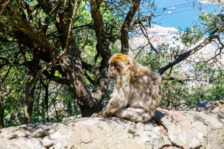 Téléchargez les photos : Un macaque sauvage ou singe de Gibraltar, l'une des attractions les plus célèbres du territoire britannique d'outre-mer. Apes Den dans la réserve naturelle d'Upper Rock à Gibraltar Rock
. - en image libre de droit