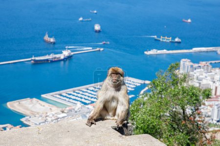 Photo for A wild macaque or Gibraltar monkey, one of the most famous attractions of the British overseas territory. Apes Den in the Upper Rock Natural Reserve in Gibraltar Rock. - Royalty Free Image