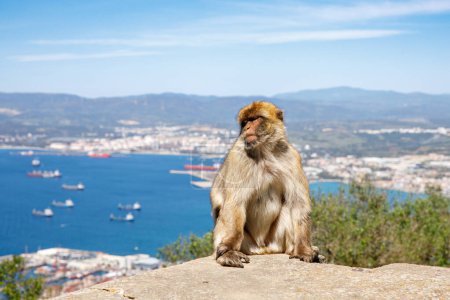 Foto de Un macaco salvaje o mono Gibraltar, una de las atracciones más famosas del territorio británico de ultramar. Guarida de los simios en la Reserva Natural de la Roca Superior en Gibraltar
. - Imagen libre de derechos