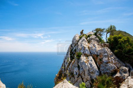 Photo for A wild macaque or Gibraltar monkey, one of the most famous attractions of the British overseas territory. Apes Den in the Upper Rock Natural Reserve in Gibraltar Rock. - Royalty Free Image
