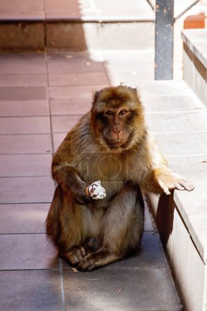 Foto de Un macaco salvaje o mono de Gibraltar con helado robado a los turistas, una de las atracciones más famosas del territorio británico de ultramar - Imagen libre de derechos