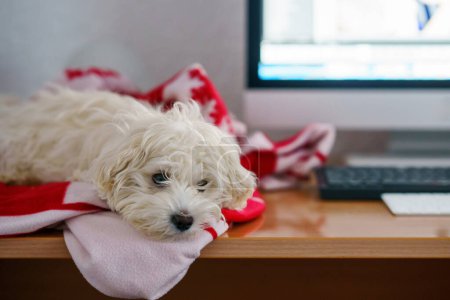 Photo for Maltese puppy dog resting lying near computer and close its eyes. Purebred pet doggy napping sleeping at home. - Royalty Free Image