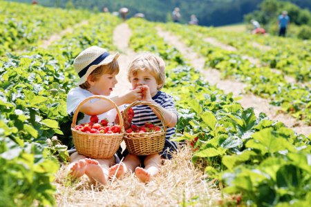 Foto de Dos niños hermanos divirtiéndose en la granja de fresas en verano. Niños, lindos gemelos comiendo alimentos orgánicos saludables, bayas frescas como aperitivo. Niños ayudando con la cosecha. - Imagen libre de derechos