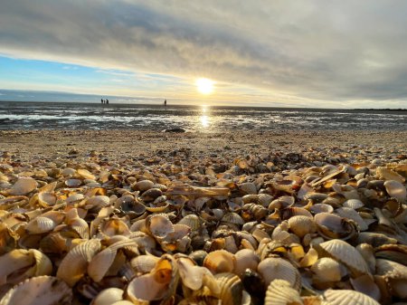Foto de Conchas marinas sobre arena mojada. Verano Mar del Norte en Zandvoort, Países Bajos
. - Imagen libre de derechos