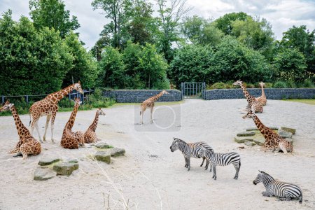 Foto de Jirafas y cebras en un parque de vida silvestre, safari zoológico en el soleado día de verano. Actividad para familias con niños - Imagen libre de derechos