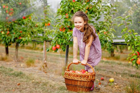 Foto de Retrato de la pequeña chica schoool en ropa colorida y botas de goma con manzanas rojas en huerto orgánico. Adorable bebé feliz niño sano recogiendo frutas frescas maduras de los árboles y divertirse - Imagen libre de derechos