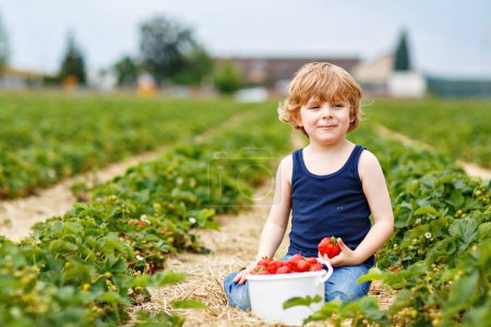 Téléchargez les photos : Heureux petit garçon d'âge préscolaire cueillette et manger des fraises sur la ferme de baies biologiques en été. Enfant par une chaude journée ensoleillée tenant mûre fraise saine. Champs de récolte en Allemagne - en image libre de droit