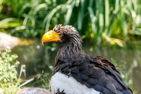 Stellers sea eagle, also known as Pacific sea eagle or white-shouldered eagle, is a very large diurnal bird of prey in the family Accipitridae