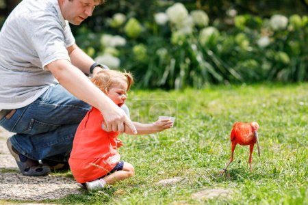 Téléchargez les photos : Mignon adorable tout-petit fille et papa nourrir l'oiseau ibis rouge dans un zoo ou un jardin zoologique. Heureux enfant de la santé et l'homme de s'amuser à donner de la nourriture aux animaux dans le parc. Loisirs actifs pour la famille en été. - en image libre de droit