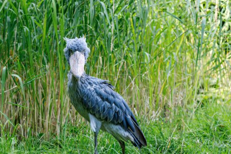 Shoebill or whalehead stands alone The adult is mainly grey while the juveniles are browner. a very large stork-like bird It lives in tropical east Africa in large swamps from Sudan to Zambia.