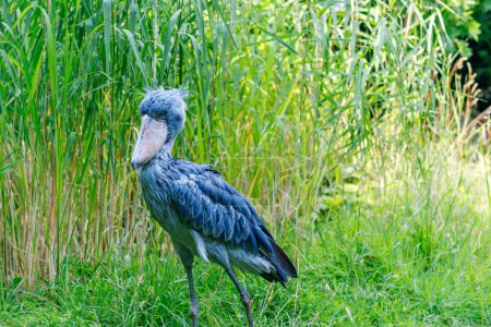 Photo for Shoebill or whalehead stands alone The adult is mainly grey while the juveniles are browner. a very large stork-like bird It lives in tropical east Africa in large swamps from Sudan to Zambia. - Royalty Free Image