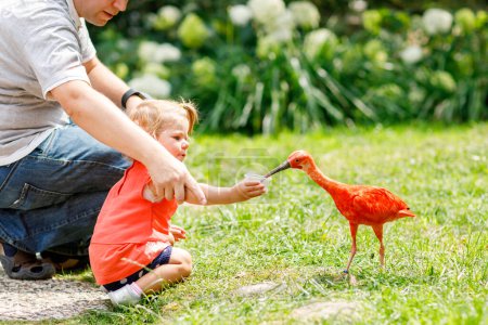 Téléchargez les photos : Mignon adorable tout-petit fille et papa nourrir l'oiseau ibis rouge dans un zoo ou un jardin zoologique. Heureux enfant de la santé et l'homme de s'amuser à donner de la nourriture aux animaux dans le parc. Loisirs actifs pour la famille en été. - en image libre de droit