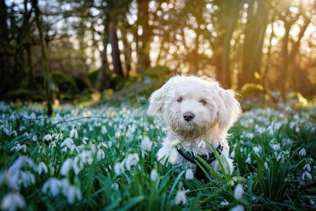 Photo for Fluffy Dog runs among flowers, little maltese puppy in forest with snowdrops. - Royalty Free Image