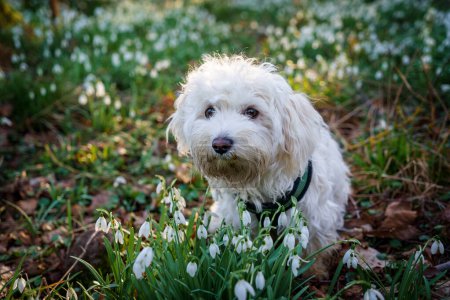 Téléchargez les photos : Fluffy Dog court parmi les fleurs, petit chiot maltais en forêt avec des gouttes de neige. - en image libre de droit