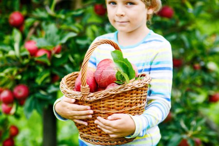 Close-up of basket holding by kid boy picking and eating red apples on organic farm, autumn outdoors. Funny little preschool child having fun with helping and harvesting