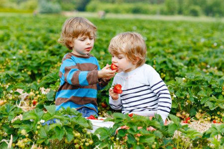 Foto de Dos hermanos pequeños preescolares divirtiéndose en la granja de fresas en verano. Niños, felices gemelos lindos comiendo comida orgánica saludable, fresas frescas como aperitivo. Niños ayudando con la cosecha. - Imagen libre de derechos