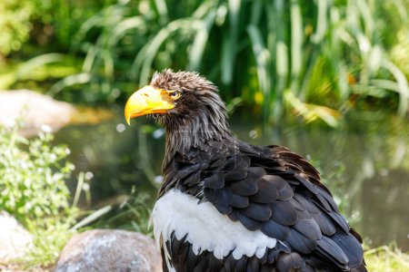 Stellers águila marina, también conocida como águila marina del Pacífico o águila de hombros blancos, es una ave de presa diurna muy grande de la familia Accipitridae.