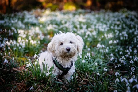 Flauschiger Hund läuft zwischen Blumen, kleiner maltesischer Welpe im Wald mit Schneeglöckchen.