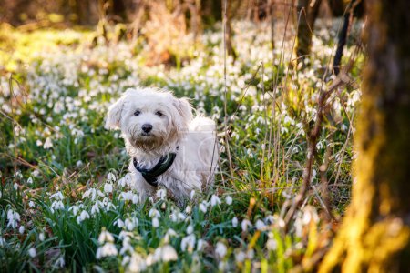 Photo for Fluffy Dog runs among flowers, little maltese puppy in forest with snowdrops. - Royalty Free Image